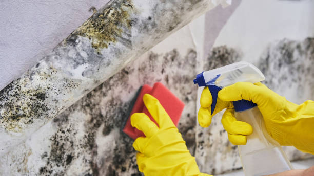 Best Mold removal after water damage  in Lake Dalecarlia, IN